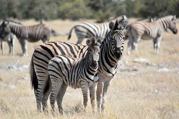 Fototapeta na wymiar Zebra Familie