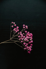 pink flowers on a black background