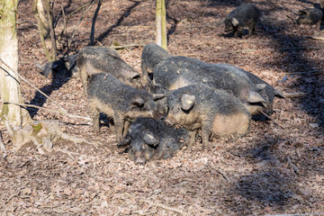 Group of Mangalica pigs kept outdoors in a forest. Free range pig production. Image