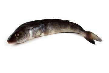 Fototapeta premium Sea bass