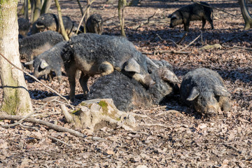 Fototapeta premium Group of Mangalica pigs kept outdoors in a forest. Free range pig production. Image