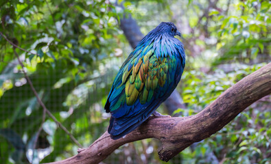 Colourful bird tropical Australia