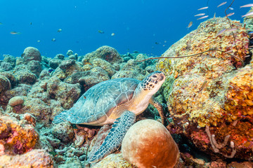 Naklejka na ściany i meble coral rif with turtle