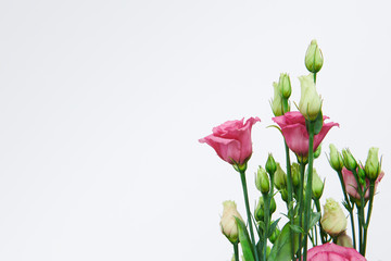 Beautiful pink and young green roses isolated on the white background. Wedding or woman's day bouquet. Unopened buds. Floral store. Copy space. Place for text or advert.