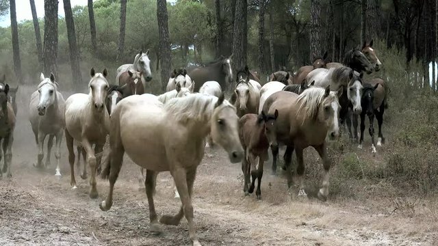 Caballos salvajes
