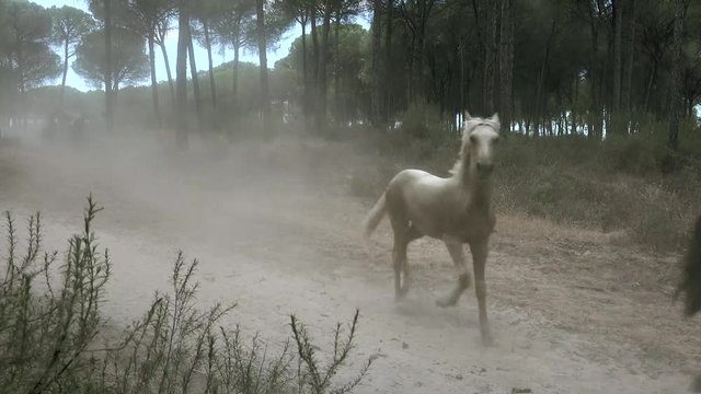 caballos salvajes
