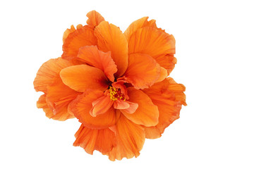 Beautiful orange Hibiscus flower isolated on white background.