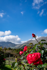 Beautiful roses in Madonie Park (Sicily)