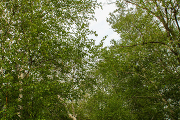 Fototapeta premium Birch grove
