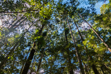 Rainforest sunshine Fraser Island Australia