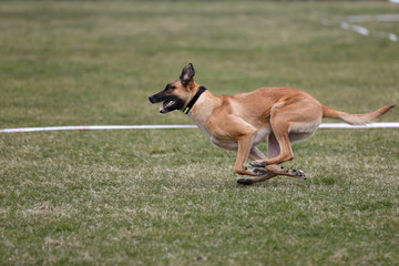 Malinua dog playing with puller
