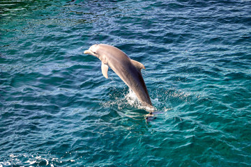 Cute bottlenose dolphin jumping out of the water in the Caribbean Sea © Edgar Photosapiens