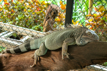 reptile iguana
