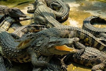Dangerous reptiles crocodiles