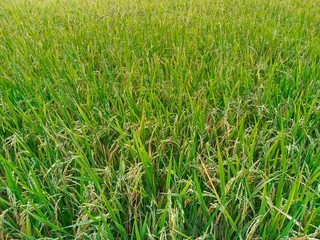 grass in field