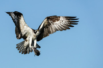 Osprey - Fish