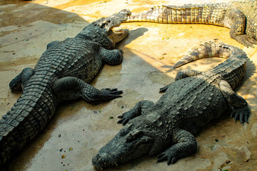 Dangerous reptiles crocodiles