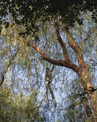 Fototapeta na wymiar Lemure su un albero