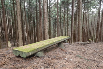 苔の生えたベンチ