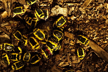 black and yellow worms