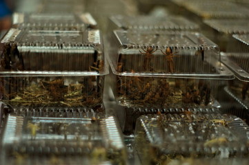  crickets in the container
