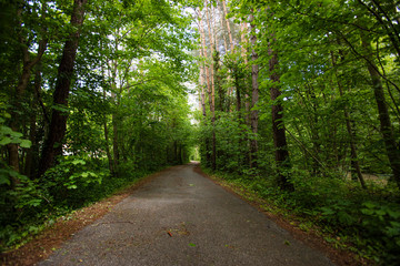 path in green forest 