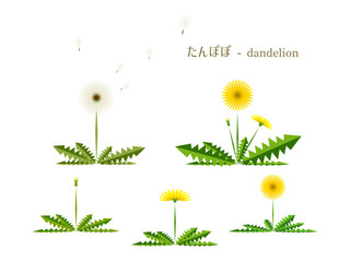 たんぽぽのシンプルイラスト