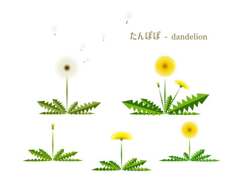 綿毛 Images Browse 5 114 Stock Photos Vectors And Video Adobe Stock