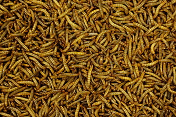 A lot of thin warms fo fishing