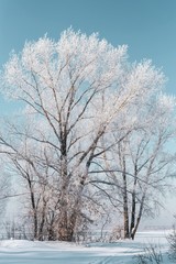 Winter landscape of frosted trees against a blue sky on a sunny morning.