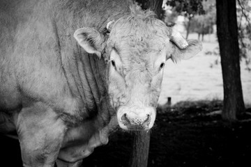 Huge pedigree limosine bull cow grazing in the sun on a summer meadow between the trees in monochrome