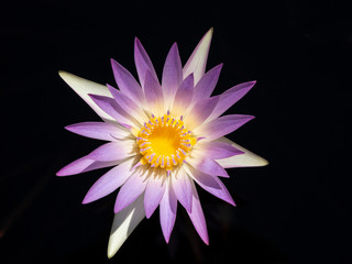 Close up of purple Water Lily family Nymphaeaceae in dark water