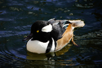 Hooded-merganser