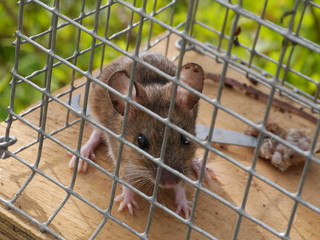 Maus in der Falle