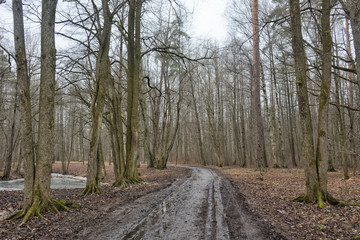Broken, dirty road in the forest.