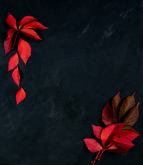 autumn background. red leaves on black textured background. fallen leaves. top view. place for text