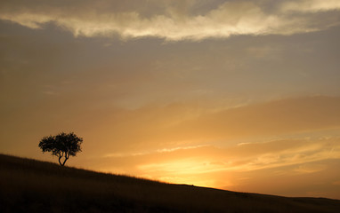 Fototapeta na wymiar Black silhouette of lonely single tree standing on slope during sunset. Background of yellow orange sky with clouds