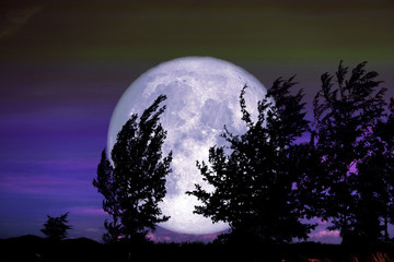 Pleine lune de corbeau et arbre de silhouette dans le ciel de champ et de nuit