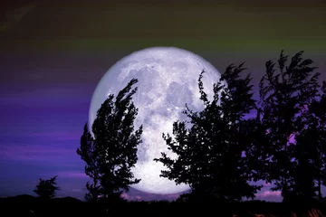 Zelfklevend Fotobehang Volle maan en bomen Volle kraaimaan en silhouetboom in het veld en de nachtelijke hemel