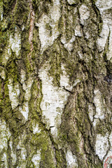Texture of the bark of a tree, stock photo