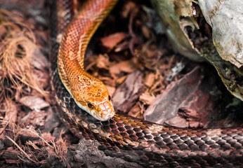 Fototapeta premium dangerous snake hunting in the forest