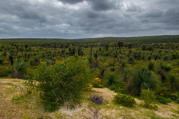 Naklejka premium Dark clouds over cacti forest outback Australia