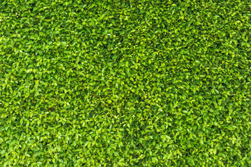 Green leaf square frame. Green leaves background or the natural walls texture.