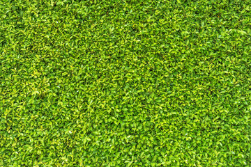 Fototapeta premium Green leaf square frame. Green leaves background or the natural walls texture.