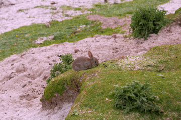 Sweet small rabbit eating grass on sandy and green grass beach in Isle of Skye in Scotland