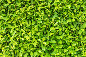Green leaf square frame. Green leaves background or the natural walls texture.