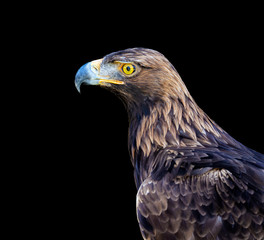 Eagle portrait in black background