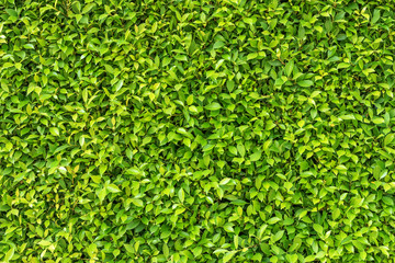 Green leaf square frame. Green leaves background or the natural walls texture.