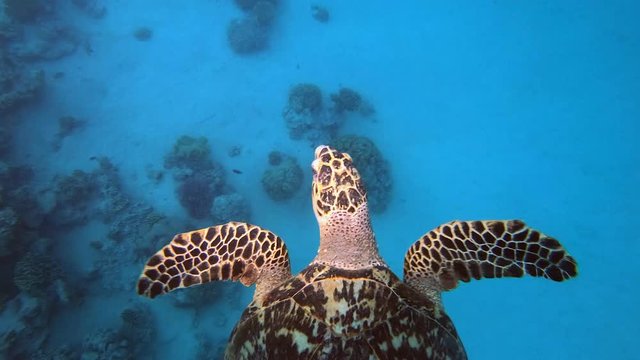 Tropical Sea Turtle. Hawksbill sea turtle (Eretmochelys imbricata). Underwater sea turtle. Turtle swimming in blue sea. Sea turtle breathing at Surface. Turtle reef coral garden. Tropical sea turtle.