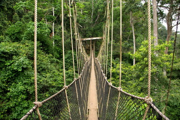Canopy walkway in Kakum national park, Ghana  - obrazy, fototapety, plakaty